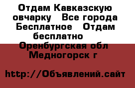 Отдам Кавказскую овчарку - Все города Бесплатное » Отдам бесплатно   . Оренбургская обл.,Медногорск г.